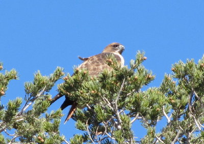 Hawk in the tree on the way to the ranch