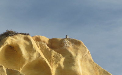 Maybe a falcon on the rock?