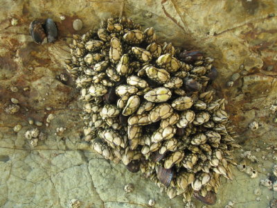 Mussels on cliffs