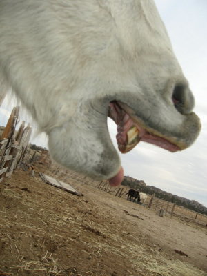 horse laugh