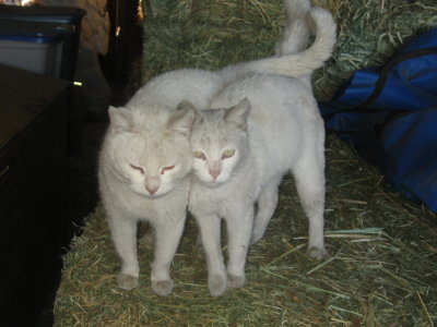 Barn kitties