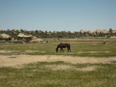 Siete Leguas in green pastures