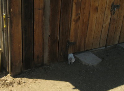 Barn cat