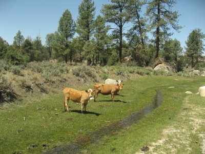 cows enjoying the grass and water