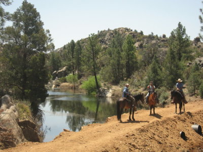 Horses on the damn