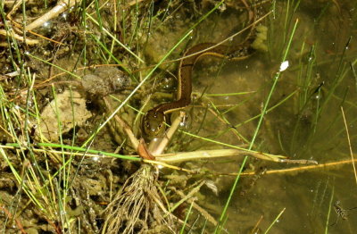 Snake Head