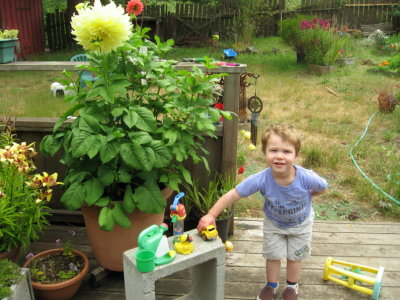 Dyan shows off his toys - Big Dahlia flower