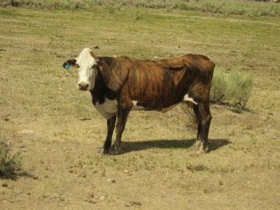 Brindled cow