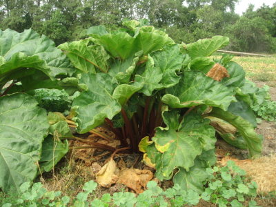 Rhubarb