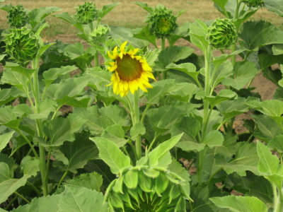 Sunny Sunflower