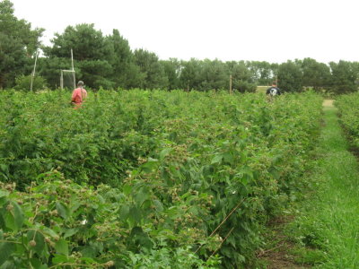 Picking fresh raspberries