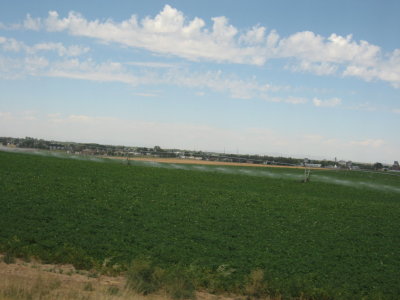 Potato fields