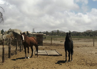 Mojave and Petunia