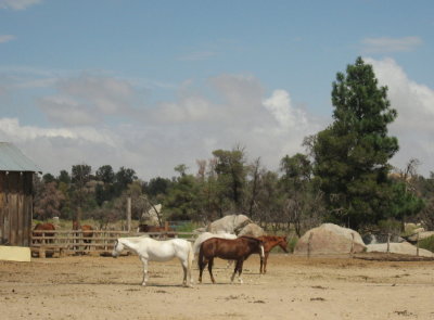 Mojave and Paloma butt to butt