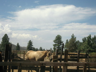 Sleepy buckskin