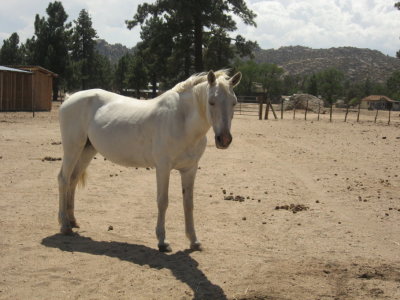 Paloma