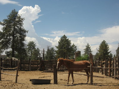 Gavilan