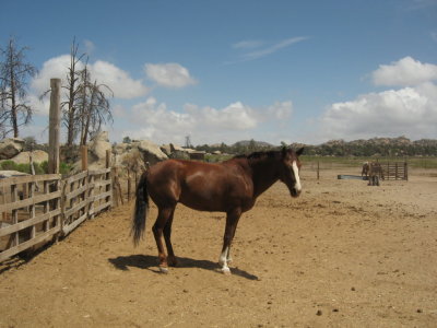 Mojave