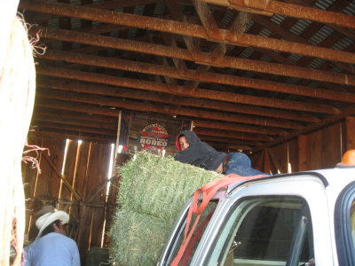 Young Arturo taking a break on the hay