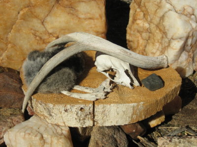 Antler, fox skull and bobcat pelt