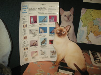 Story of the Tonkinese