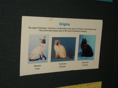 Three Breeds that make up the Tonkinese