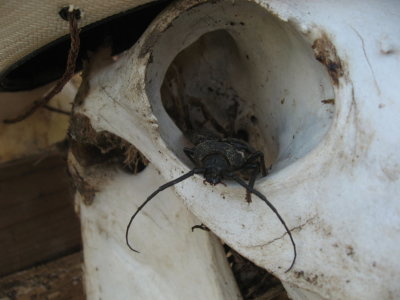 and a big beetle of some sort!