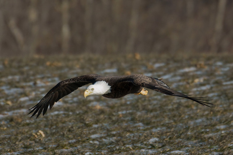 Eagle Watch 2012