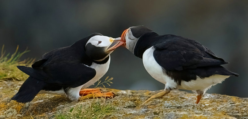 DSC03392 - Puffin Tug-O'-War