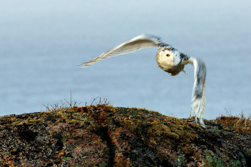 DSC06412 - Flying Close to the Ground