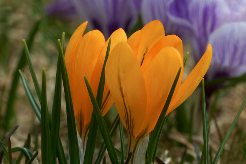 DSC01778 - Crocus