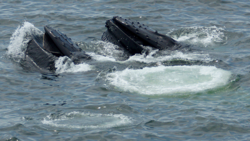 DSC02398 - Humpback Feeding Frenzy 2