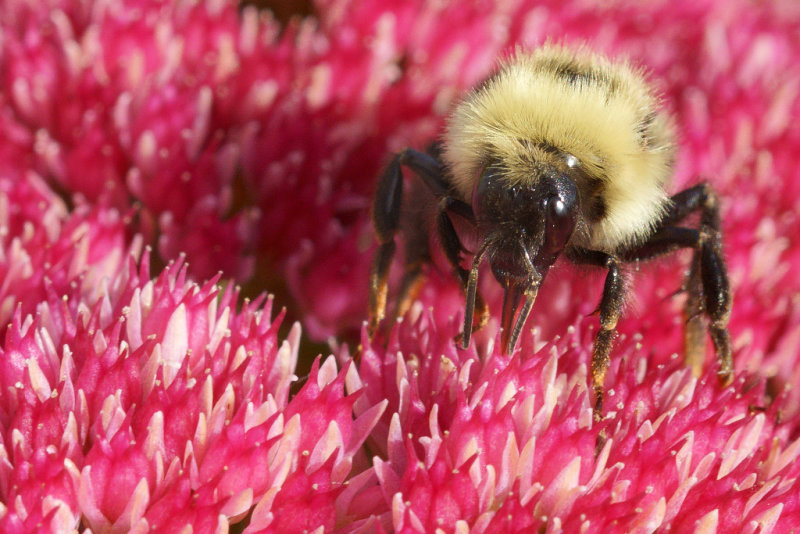 DSC03243 - Bee on Sedum