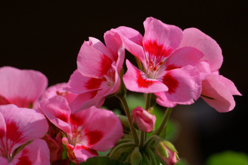 DSC03984 - Geraniums - Mom's Flowers