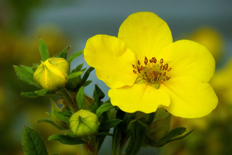 DSC04379 - Potentilla 