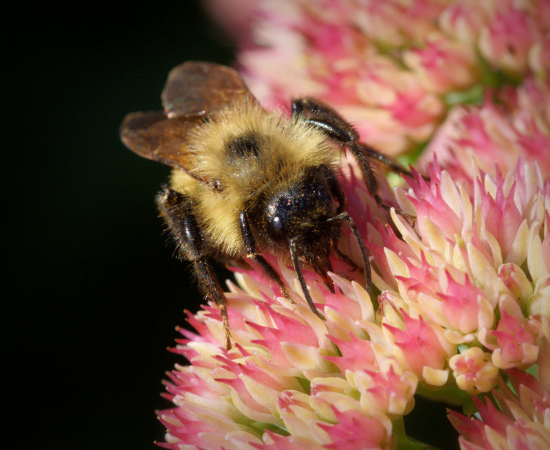 DSC05841 - Bee on Sedum