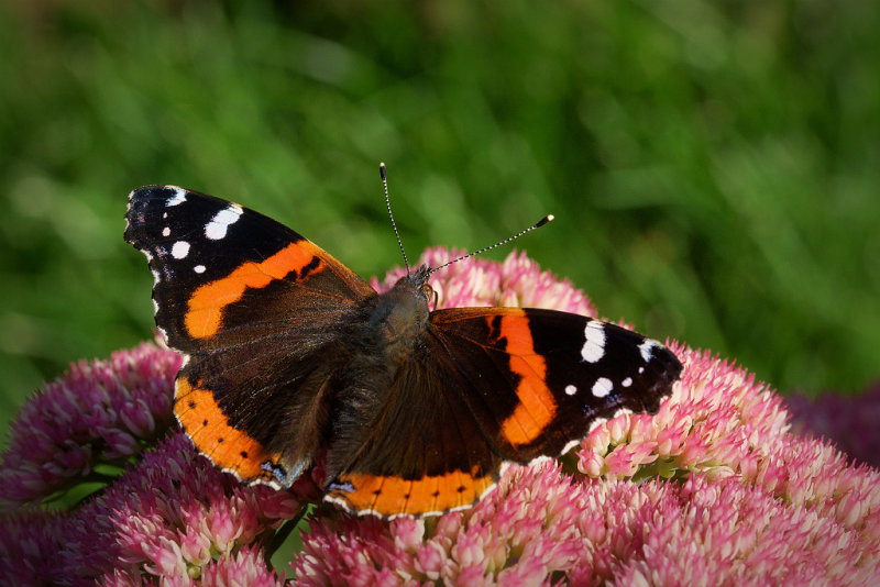 DSC05898 - Red Admiral on Sedum