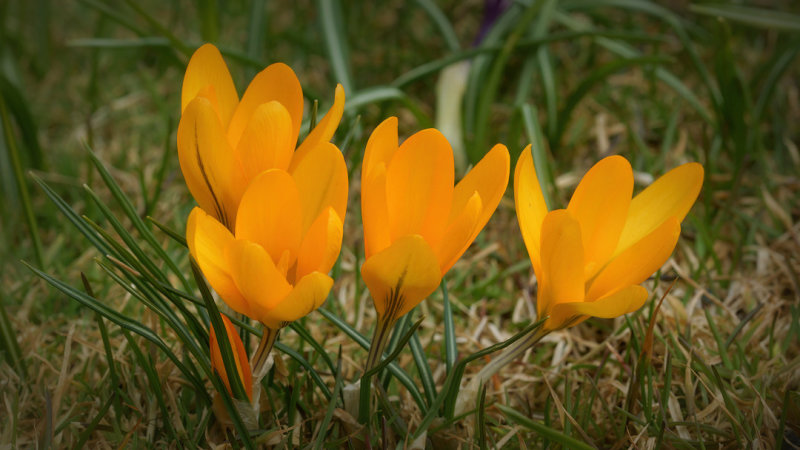 DSC06610 - Yellow Beauties