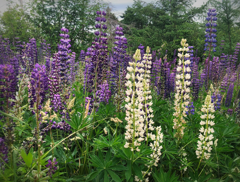 IMG_2010 - Lupins