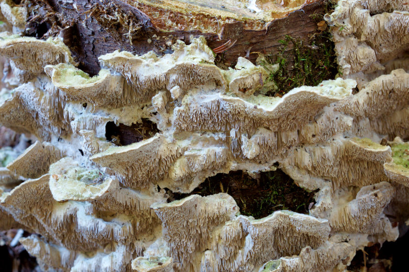 DSC06958 - Fungus on Stump