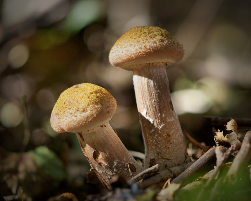 DSC06949 - More Honey Mushrooms?