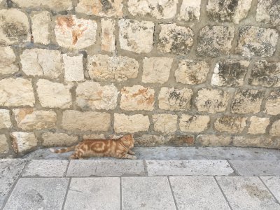 Kitty in Croatia!