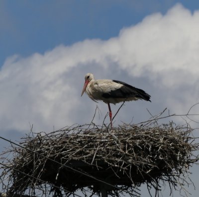 Our first white stork sighting!
