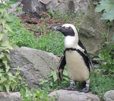 An African penguin in Warsaw!