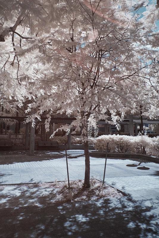 DSCF3784s.jpg