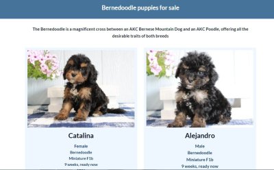 Bernedoodle Puppy