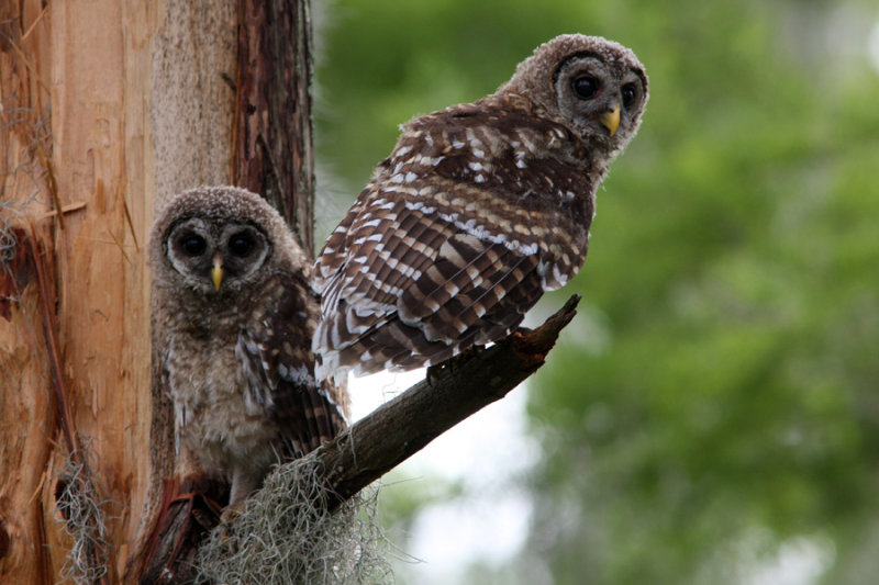 Baby owls