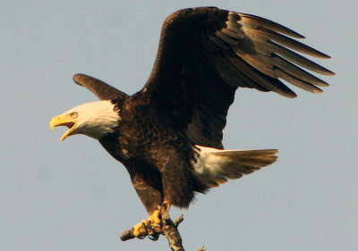 The American Bald Eagle