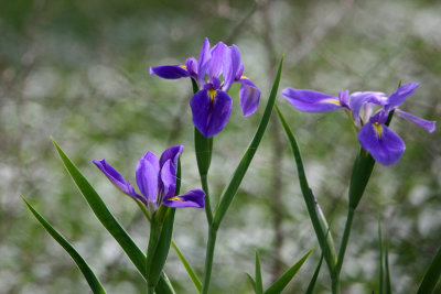 Native Louisiana Irises