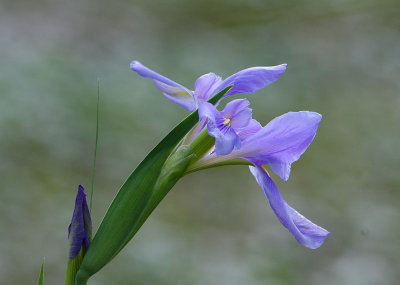 Native Loiuisiana Iris